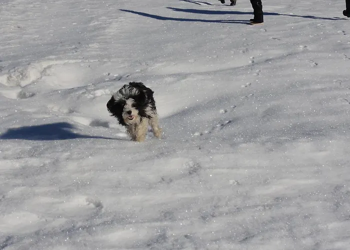 Apartament Nico's Place Jenig